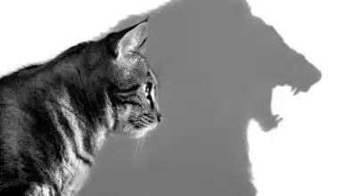 ما هي أنواع الثقة بالنفس؟